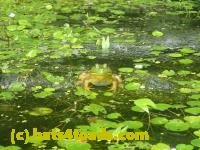 /home//u458753944/public_html/sourcegallery///////////////////Frogs/More bullfrogs/P7251193.JPG